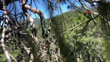 Orman yangınları yeniden başladı: Anamur'da alevler var