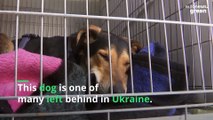 This shelter is taking in pets abandoned in the chaos of the Ukrainian war
