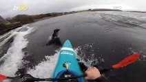 This Seal Almost Flipped This Kayaker Over