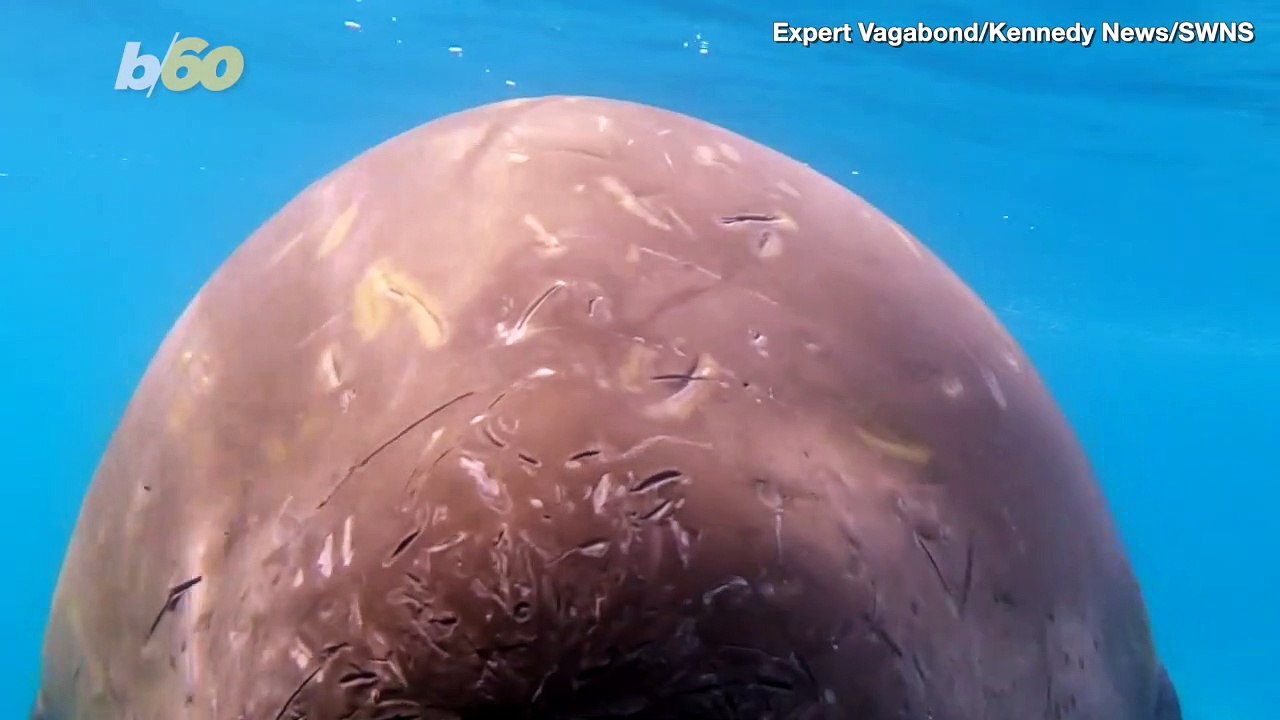 Penguin vs. A Killer Whale! Some Friendly Tourists Saved The Adorable Penguins Life