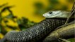 Environnement : quels sont les serpents les plus dangereux ?