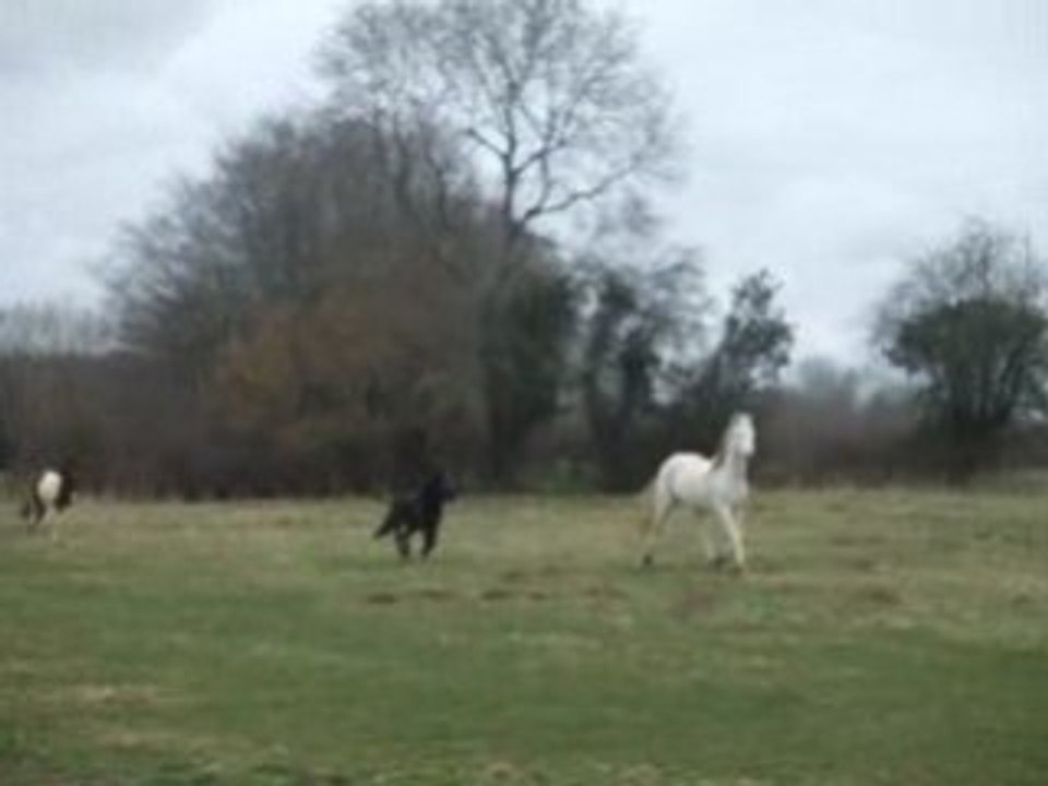 galop de wallace & cie 2