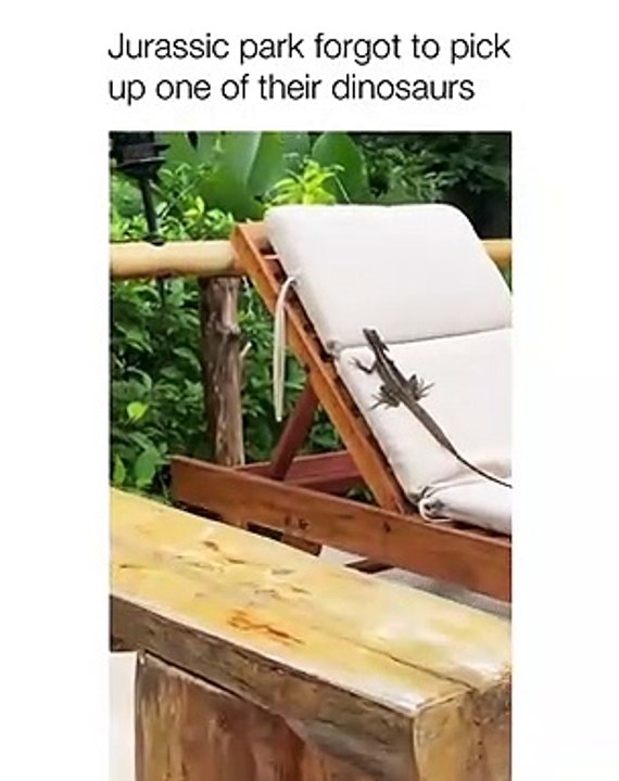 Animal clips