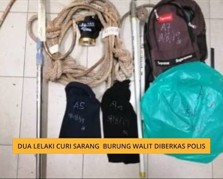 Dua lelaki curi sarang burung walit diberkas polis