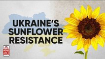 Ukraine-Russia Crisis: India’s edible oil Mkt hit; Why sunflower oil prices are shooting up
