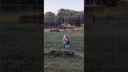 Billy Plays with Blue Ball