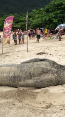 Rare Elephant Seal Washes Up on the Beach
