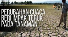 #AWANIByte: Perubahan cuaca beri impak teruk pada tanaman