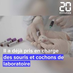 Un abri pour les animaux de laboratoire, en Charente