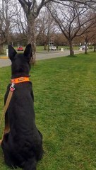 Dogs Reunite After 7-Months of Being Apart