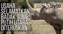 #AWANIByte: Usaha selamatkan badak sumbu putih utara diteruskan