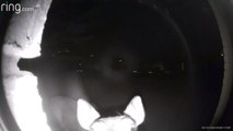 Deer Caught Ringing Doorbell by Ring Camera