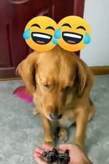 Funniest Cats and Dogs   Videos LOL  10