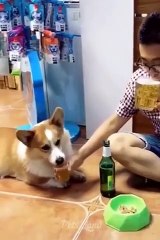 Funniest Cats and Dogs   Videos LOL  11