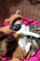 Funniest Cats and Dogs  Videos LOL Pets  13