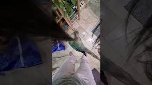 Green Cheeked Conure Climbs Hair Like a Spy