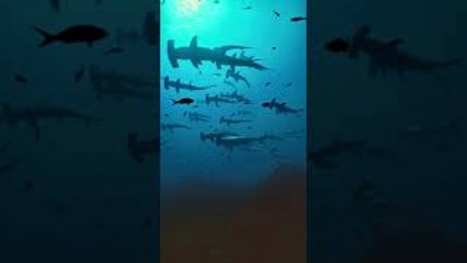 School of Hammerhead Sharks