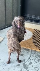 Aftermath of Nikey the Cute Old Dog Falling into the Pool