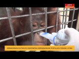 Kebakaran hutan di Indonesia menjejaskan populasi orang utan