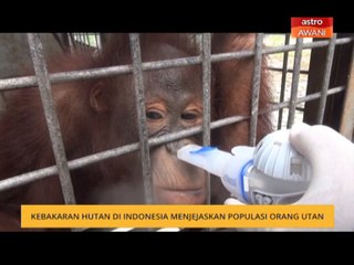 Kebakaran hutan di Indonesia menjejaskan populasi orang utan