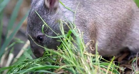 Wombats Look Like Real Life Ewoks