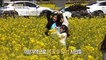[INCIDENT] Jeju's spring where you can enjoy the beautiful flowers., 생방송 오늘 아침 220316