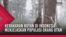 Kebakaran hutan di Indonesia menjejaskan populasi Orang Utan