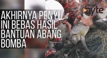 #AWANIByte: Akhirnya penyu ini bebas hasil bantuan abang bomba