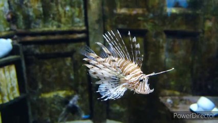 Funny lion and tiger video, cute and funny animal video compilation2022