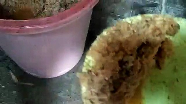 Pakan alternatif ikan nila agar cepat besar