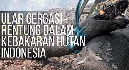 #AWANIbyte: Ular gergasi dijumpai rentung dalam kebakaran hutan Indonesia