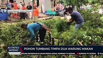 Pohon Tumbang Timpa Dua Warung Makan di Pekalongan