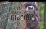 10 things you should know about gibbons