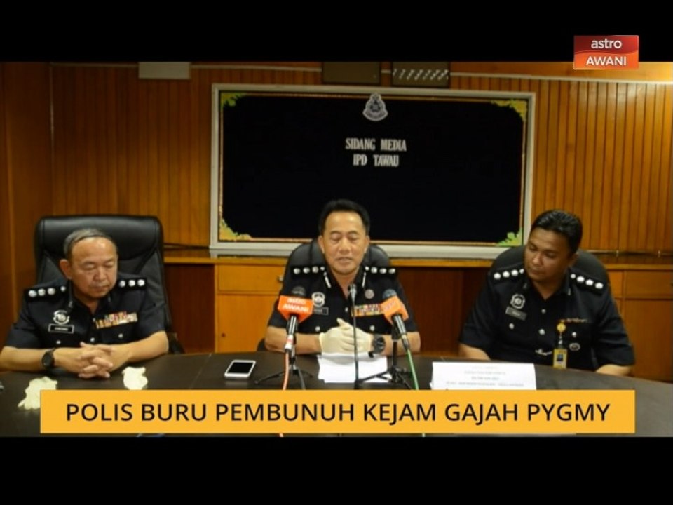 Polis buru pembunuh kejam gajah pygmy