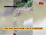 Gajah pygmy mati ditembak, 70 peluru dalam badan