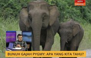 Cerita Sebalik Berita: Bunuh gajah pygmy: Apa yang kita tahu?