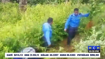 Policía Nacional úbica y destruye más de 10,000 mil plantas de supuesta cocaina en zona Oriental