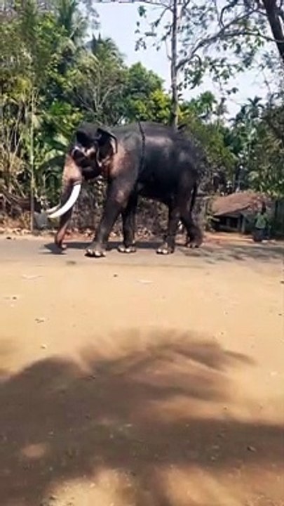 Elephant lovers