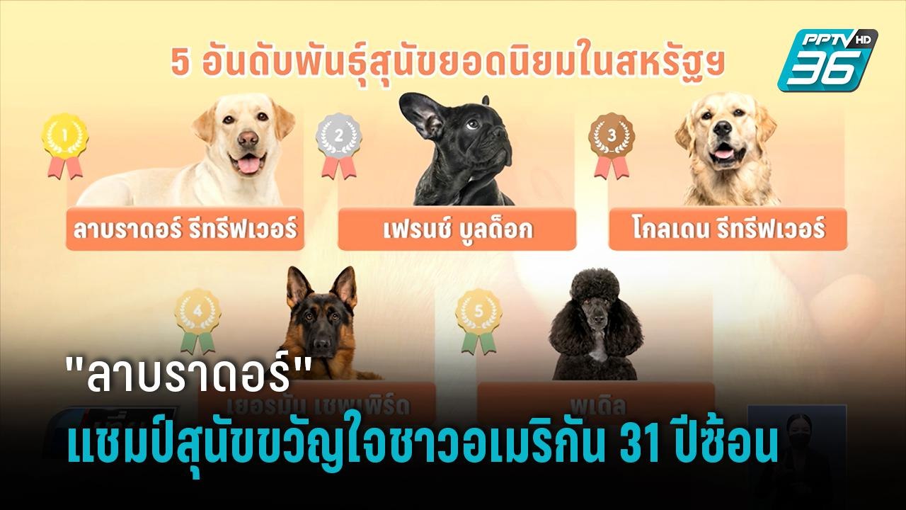 "ลาบราดอร์" แชมป์สุนัขขวัญใจชาวอเมริกัน 31 ปีซ้...