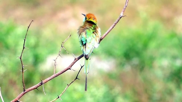 Blue Cheeked Bee Eater - The Colorful and slender Bird