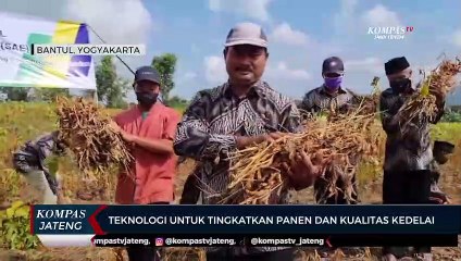 Teknologi Smart Agricultural Enterprise Untuk Tingkatkan Panen dan Kualitas Kedelai
