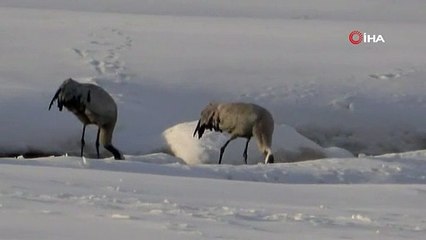 Turnalar 30 yıl aradan sonra Yüksekova'ya yeniden geldi