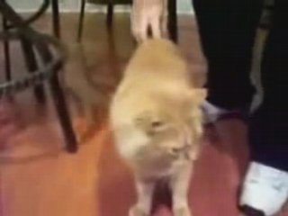 chat qui aime les caresses