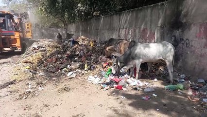 बिना कचरा निस्तारण प्लांट के कैसे स्वच्छ होगा शहर