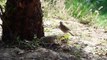 Jungle Babbler - Beautiful Species of babbler Family