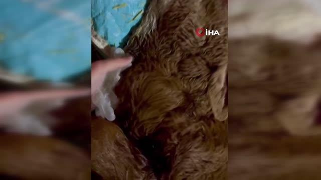 Bu buzağının kalbi boynunda atıyor-Kalbi boynunda doğan buzağı, veteriner hekimi bile şaşırttı