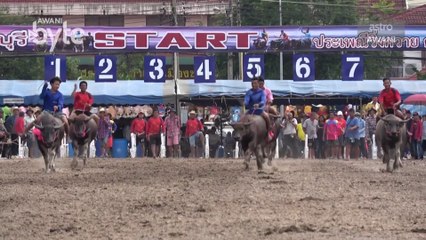 #AWANIByte: Kerbau Thailand pamer kekuatan