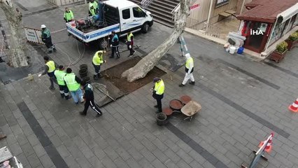 Pendik'te yarım asırlık çınar ağaçlarına bakım