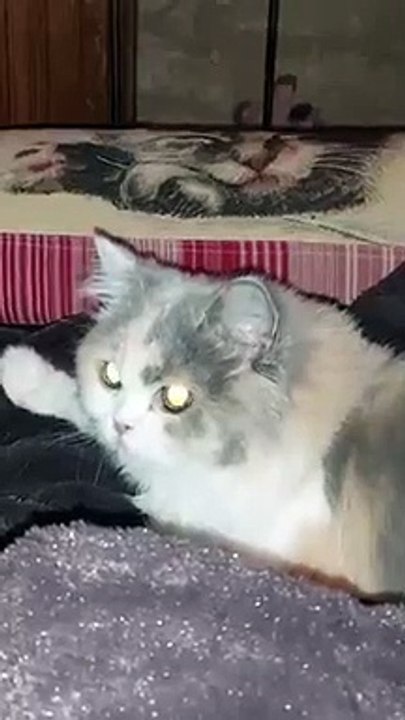 Cat funny chat1