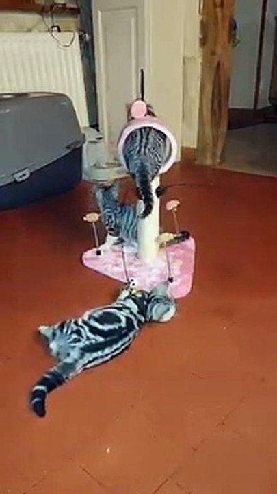 Cat funny chat2
